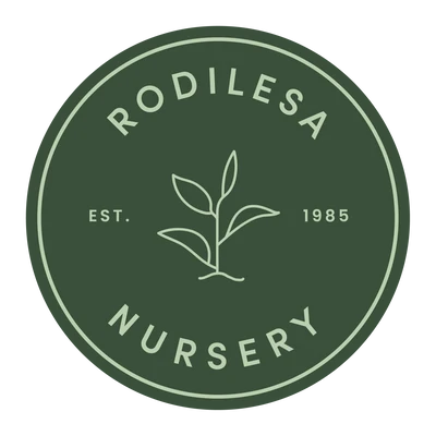 Rodilesa Nursery